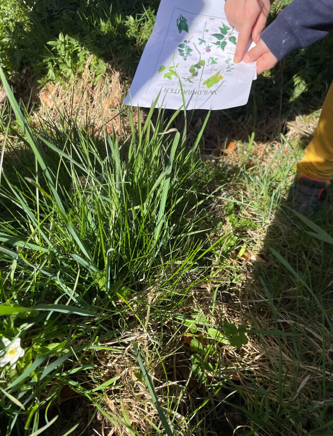 12042025 Naturtag Pusteblume 2