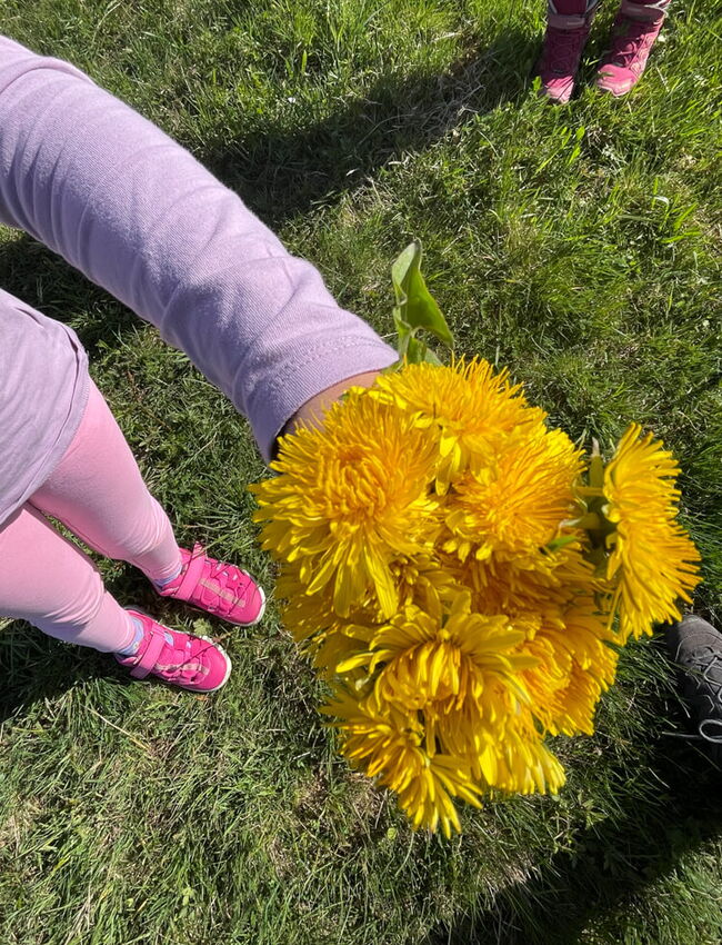 12042025 Naturtag Pusteblume 1
