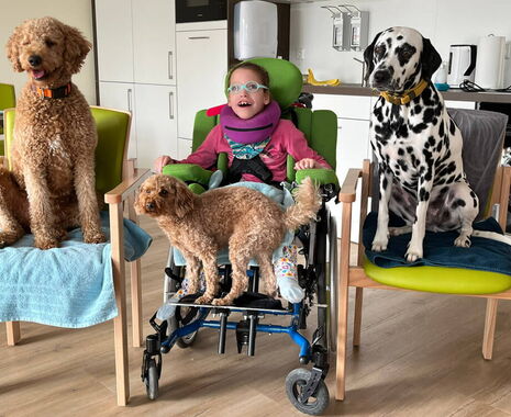 Hundebesuch